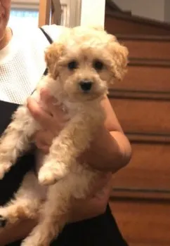 S.N 様のお迎えした子犬
