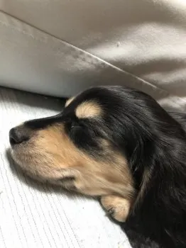 T 様のお迎えした子犬