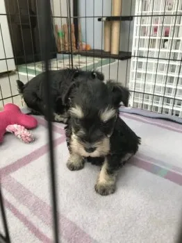 フミ 様のお迎えした子犬