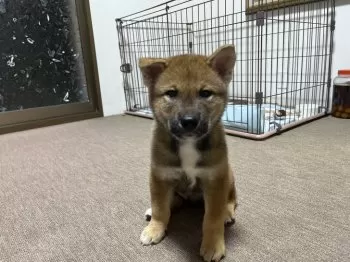 M.O 様のお迎えした子犬