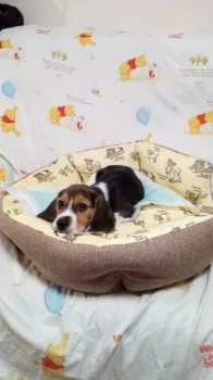 黒男 様のお迎えした子犬