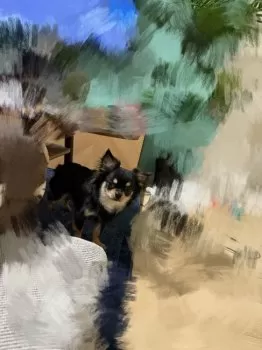 M..ao 様のお迎えした子犬