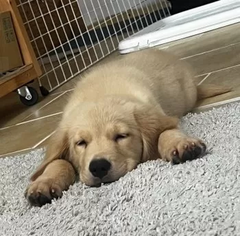 o_tu 様のお迎えした子犬