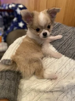 ちはる 様のお迎えした子犬