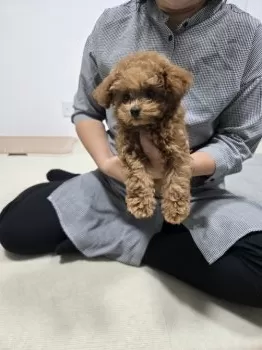 Y.K 様のお迎えした子犬