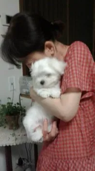 佐藤祐司 様のお迎えした子犬