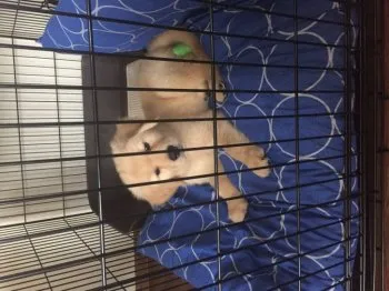 レオ 様のお迎えした子犬