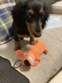 レナン 様のお迎えした子犬