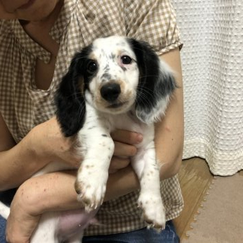 ミニチュアダックスフンドの子犬をお迎えいただいたお客様の声 口コミ 評判 全2 921件中 631 660件目を表示 みんなのブリーダー みんなのブリーダー ミニチュアダックスフンドの子犬をお迎えいただいたお客様の声 口コミ 評判 全2 921件中 631 660件目を表示 みんなのブリーダー みんなのブリーダー