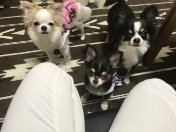 青空 はるく 様のお迎えした子犬
