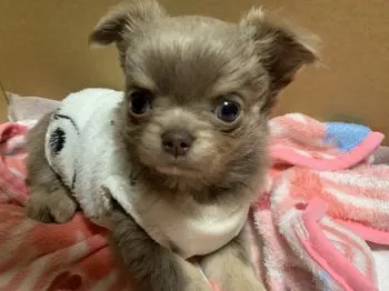 愛ママ 様のお迎えした子犬