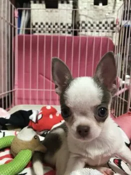 なお 様のお迎えした子犬