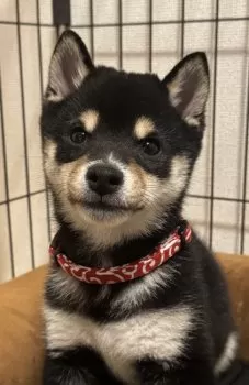 Y.Y 様のお迎えした子犬