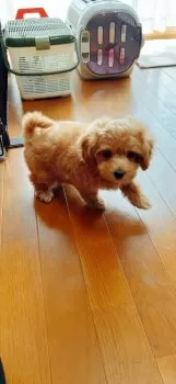 K.O 様のお迎えした子犬
