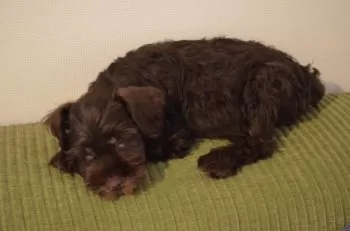 K.T 様のお迎えした子犬