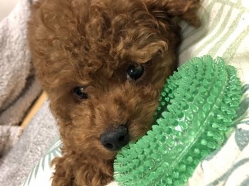 山口真由美ブリーダーの評価一覧 口コミ 評判 全犬種 全100件中 21 30件目を表示 みんなのブリーダー みんなのブリーダー 山口真由美ブリーダーの評価一覧 口コミ 評判 全犬種 全100件中 21 30件目を表示 みんなのブリーダー みんなのブリーダー