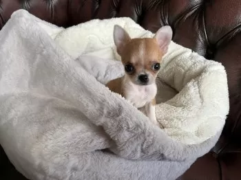 山猫 様のお迎えした子犬