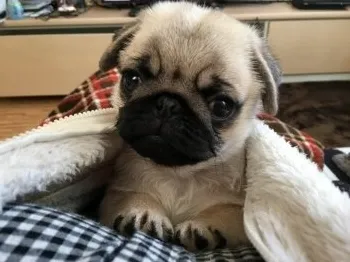 からあげ 様のお迎えした子犬