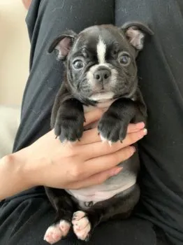 M 様のお迎えした子犬