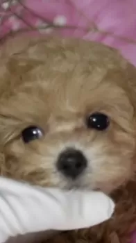 K.T 様のお迎えした子犬