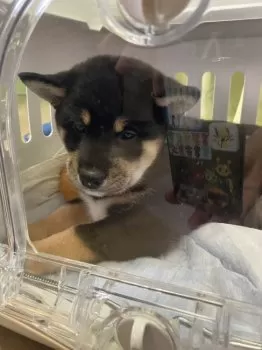 タカユキ 様のお迎えした子犬