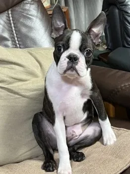 S.Ｉ 様のお迎えした子犬