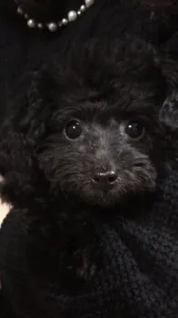 小島 様のお迎えした子犬