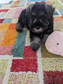 K.S 様のお迎えした子犬