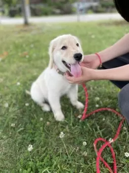 A.S 様のお迎えした子犬