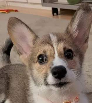 yopiko 様のお迎えした子犬
