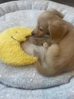 T.I 様のお迎えした子犬