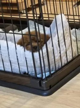 ままねろ 様のお迎えした子犬