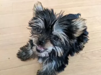 S.I 様のお迎えした子犬