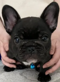 スピカ 様のお迎えした子犬