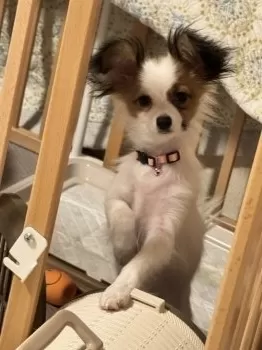 S.K 様のお迎えした子犬