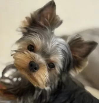 A.K 様のお迎えした子犬