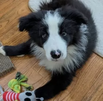 もずく 様のお迎えした子犬