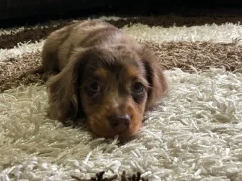 まあさん 様のお迎えした子犬