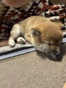 R.N 様のお迎えした子犬