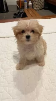 H.N 様のお迎えした子犬