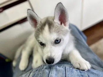 S.K 様のお迎えした子犬