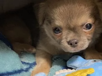 ひで 様のお迎えした子犬