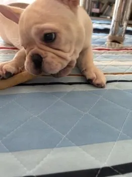 おーくん 様のお迎えした子犬