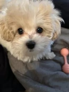 A.Y 様のお迎えした子犬