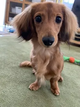 くうたママ 様のお迎えした子犬