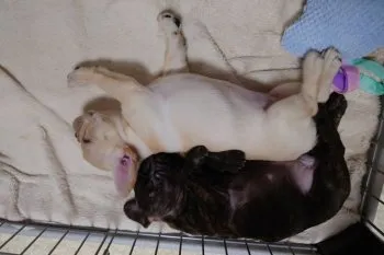 もっち 様のお迎えした子犬
