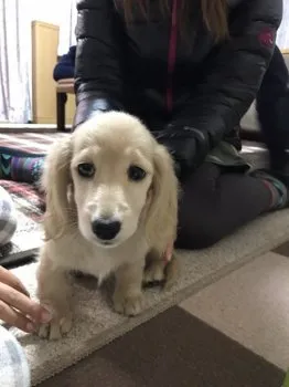 サリーちゃんママ 様のお迎えした子犬