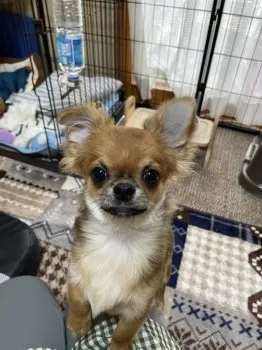 てつ 様のお迎えした子犬