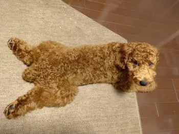 トビ 様のお迎えした子犬