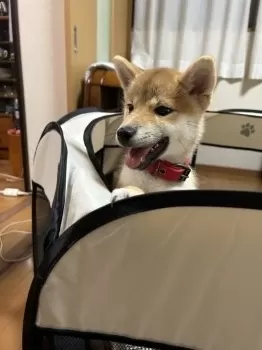 のん 様のお迎えした子犬